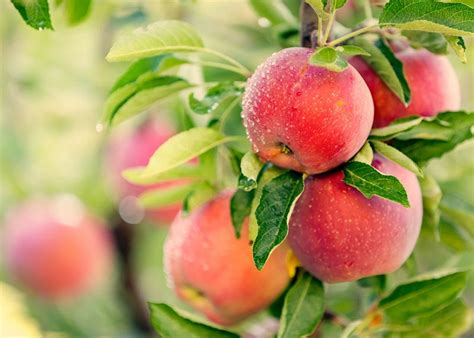Growing Apples at Home - Basic Facts