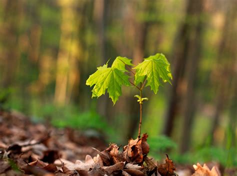 unwanted tree saplings - Hansen's Tree Service