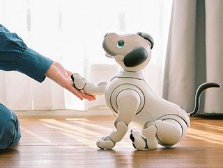 Top 10 most popular personal robots | Mobile Magazine