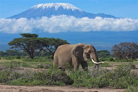 3 Days Amboseli Safari, Kenya | Budget, Mid-Range & Lodge Packages