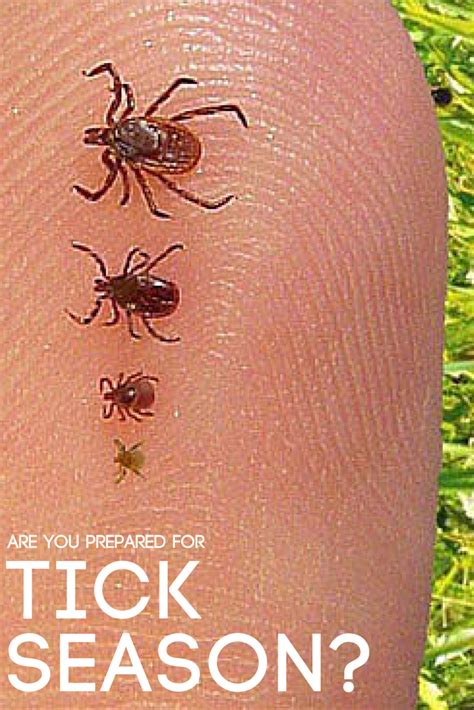 How To Remove A Grey Tick From Dog - HOWOTREMVO
