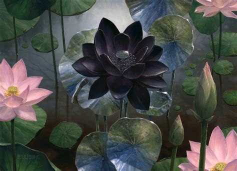 Push And Pull: Black Lotus