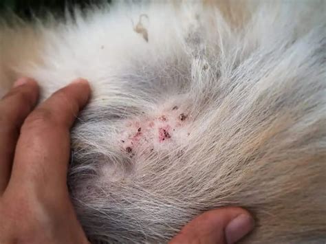 What Do Flea Bites Look Like On Dog