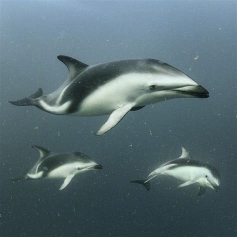 Photo by @BrianSkerry A trio of Dusky Dolphins cruise through algae-rich waters off Puerto ...