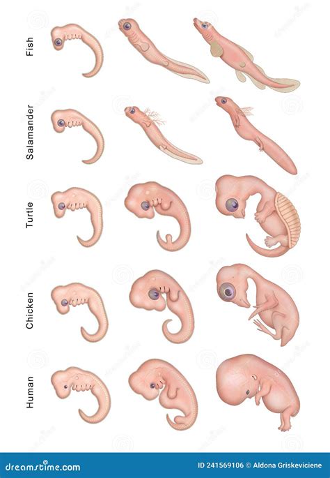 Different Stages Early Embryonic Development Stock Illustration - Illustration of medicine, fish ...