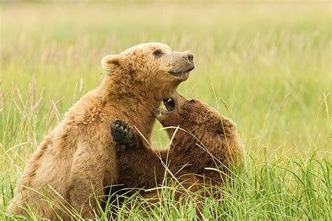 Coastal Brown Bear Mating Behavior - Tom Knight Photography