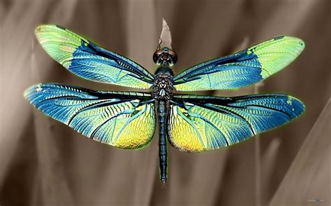 Beautiful Dragonfly wallpaper | 1920x1200 | #11611