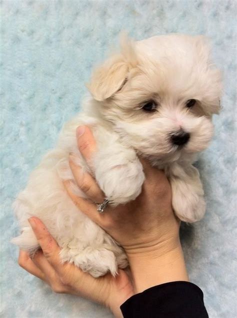 Maltese Havanese Mix Puppies