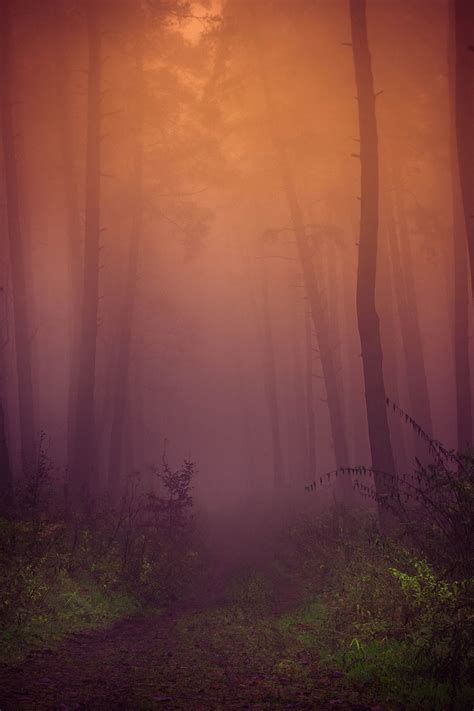 Autumn forest on Behance