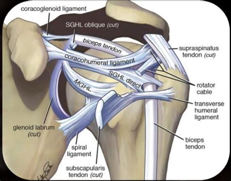 Luxación de hombro, Inestabilidad del hombro, lesión del labrum hombro