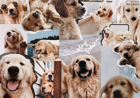 90+ Pretty Cute Dogs Aesthetic Draft | denzel kaiser