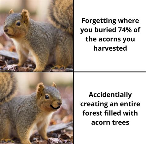 I love squirrel memes! : r/squirrels