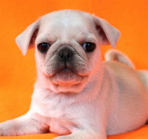 Pug Puppies For Sale In Kansas