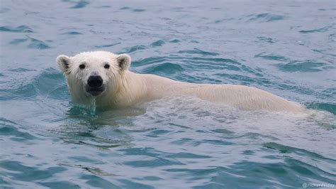 Polar Bears: Swimming in an Ice-free Arctic - YouTube