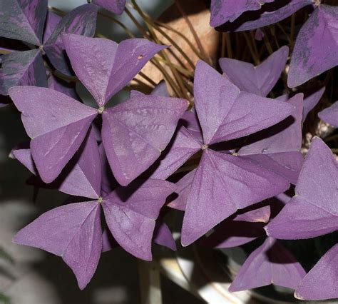 10 Bulbs Purple Rain Shamrock - The Love Plant - Edible - Oxalis ...