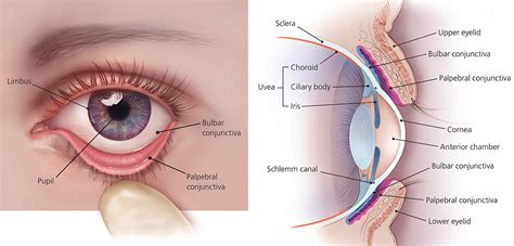 Human Eye Anatomy - Parts of the Eye and Structure of the Human Eye