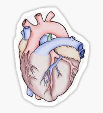 Anatomical Heart: Stickers | Redbubble