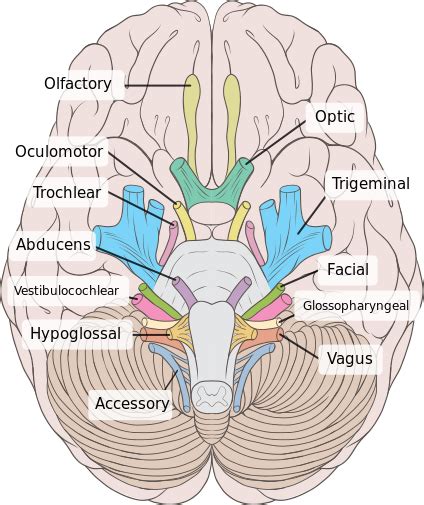 Cranial Nerve Anatomy / Cranial nerves | Iowa Head and Neck Protocols