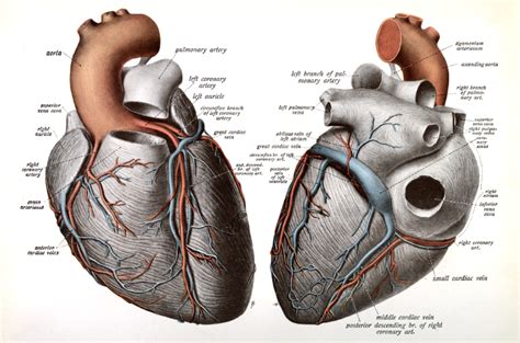 Drawing Blood: Anatomical Depictions of the Heart Exhibit | HSHSL Updates