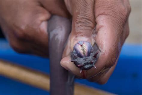 If We Can Get Past the Ickiness, Hagfish Slime May Actually Be Useful to Us | Smithsonian