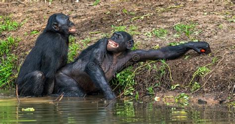 Bonobos Mating in the Water. Stock Image - Image of copulation, endemic: 108090437