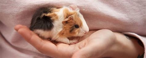 Hand-Raising Baby Guinea Pigs: How & When to Do It