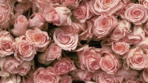 HD wallpaper: Pretty Pink Roses, soft, nature, floral, flowers, photography | Wallpaper ...