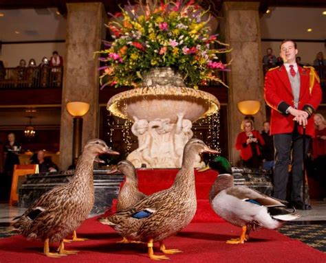 Memphis Peabody Hotel Duck Walk