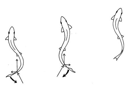 Fish Swimming | Biological drawings. Characteristics of fish. Biology teaching resources by D G ...