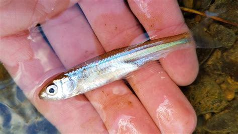 Emerald shiner (Wildlife of Eleven Mile State Park) · iNaturalist