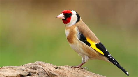 Passereaux | Galluvet Oiseaux et Volaille