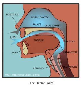 How the Voice Works – Resonance Voice Training