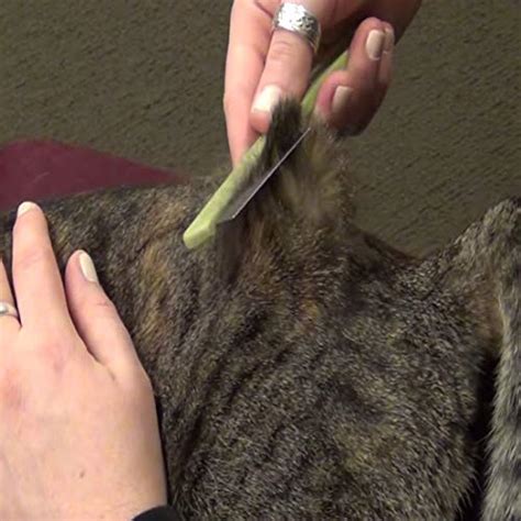 Safari Pet Products Flea Comb for Cats, Flea and Tick Prevention for Cats, Cat Flea Treatment ...