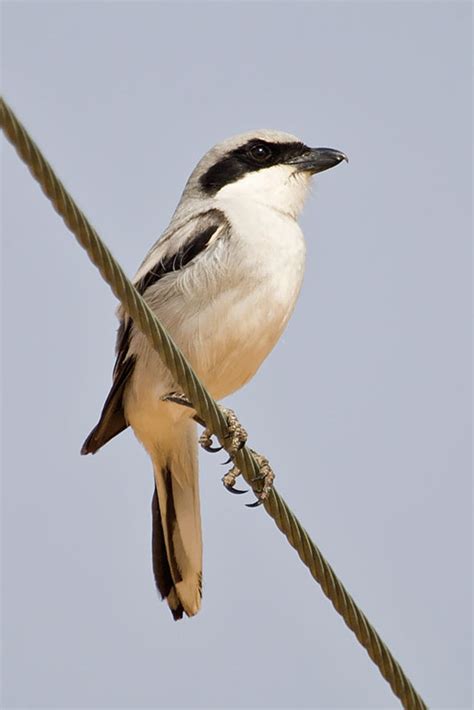 Southern Grey Shrike Lanius meridionalis