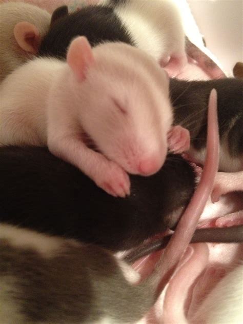 Sweet baby rat sleeping | Baby rats, Cute rats, Rats