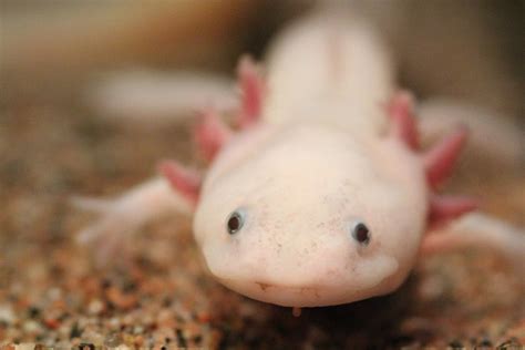 Axolotls: The Power of Regeneration – NC DNA Day Blog