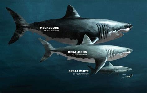 Megalodon | Pré-História AMINO Amino