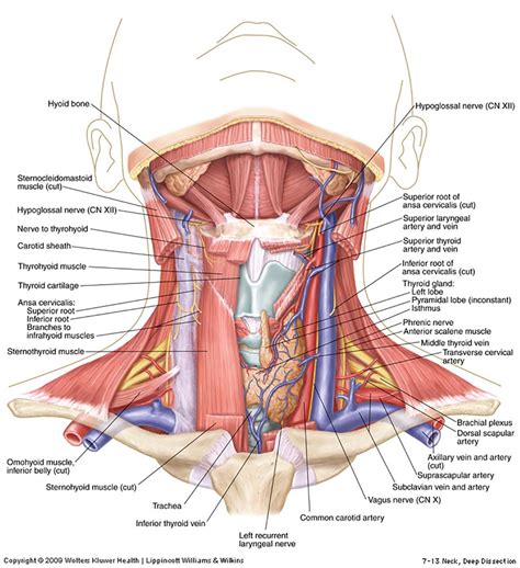 Research Has Found Neck Pain Is More Prevalent in Women