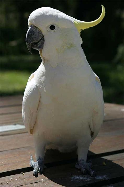 Imágenes del mundo animal: Cacatúa