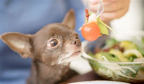 Recipe: Homemade Dog Food for Chihuahua | Recetas de comida para perros ...