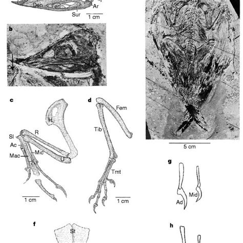 (PDF) A diapsid skull in a new species of the primitive bird Confuciusornis