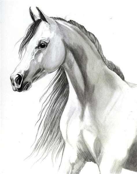 Arabian Mare by Cheryl Poland | Horses, Watercolor horse, Horse painting