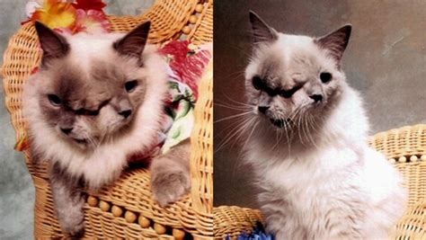 Examples of the Rare Two-Faced 'Janus' Cat - PetHelpful