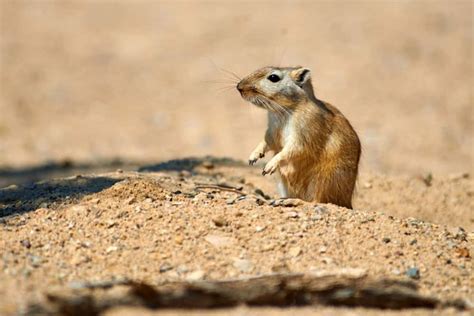 How Do You Tell the Difference Between a Rat and a Gerbil - Midnight Pets