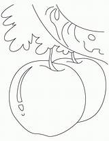 Apple Coloring Pages  Home sketch template