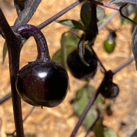 Black Cherry Bomb Pepper Seeds | Tyler Farms