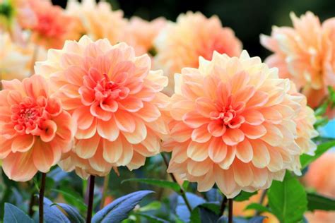 Dahlia: How to Grow and Care with Success