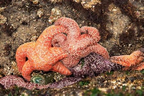 How Do Starfish Reproduce Sexually and Asexually? - Starfish Reproduction