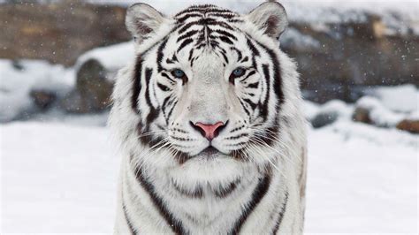 White Bengal Tiger Wallpaper - WallpaperSafari