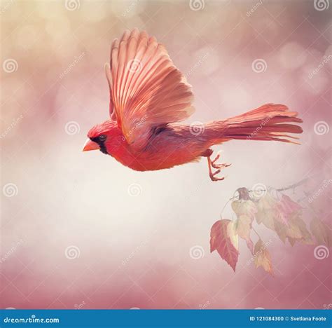 Red Cardinal Stock Photography | CartoonDealer.com #1594982